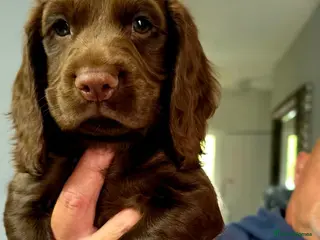 Cocker Spaniel dogs 8 october ready for their homes KC Reg 1 boys avai - Advert 4