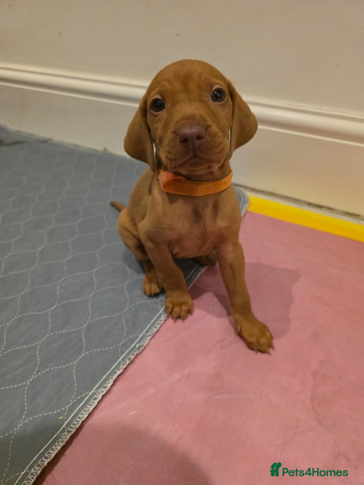 Hungarian Vizsla dogs Hungarian Vizsla Puppies Looking forForever Homes! - Advert 5
