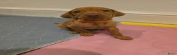Hungarian Vizsla dogs for sale: Hungarian Vizsla Puppies Looking forForever Homes! - Advert 6