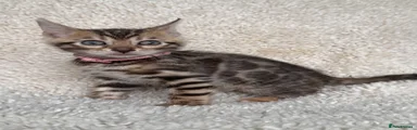 Bengal 4