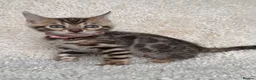 Bengal cats for sale: Bengal Kittens Looking for Loving Homes 🐾  - Advert 11