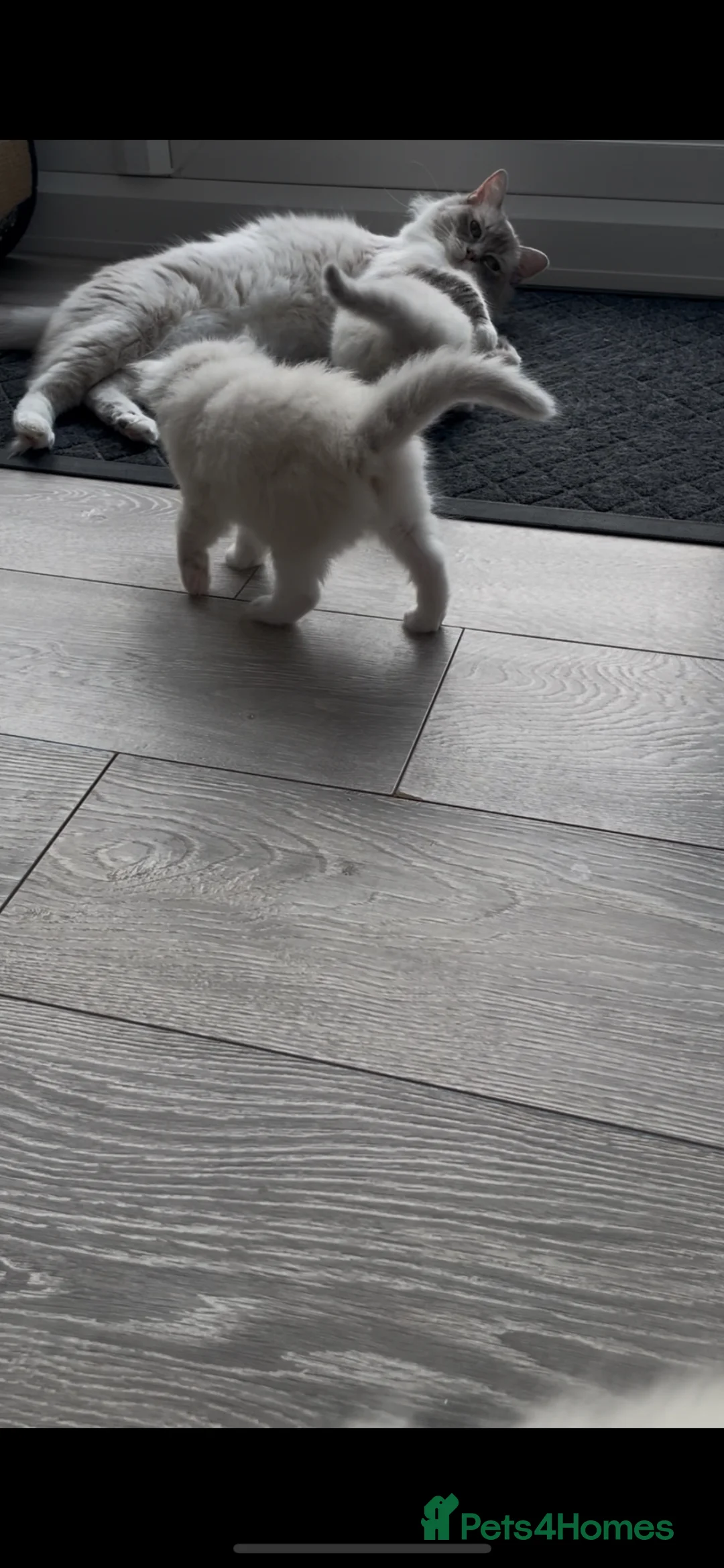 Ragdoll cats for sale: REG BREEDER, GCCF RAGDOLLS, vacc, chip  - Advert 15