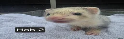 Ferret rodents for sale: Silver Ferret Kits Ready To Leave - Advert 11