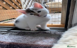British Shorthair cats for sale: Gorgeous Kittens  - Image 12