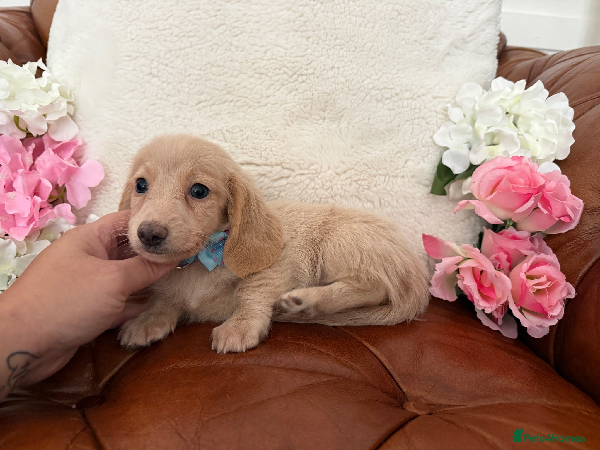 Miniature Dachshund dogs Beautiful Miniature Dachshund Dapples & Cream  - Advert 2