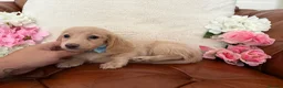 Miniature Dachshund dogs for sale: Beautiful Miniature Dachshund Dapples & Cream  - Advert 2
