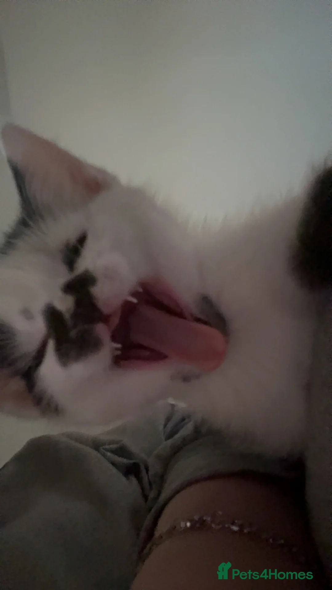 Mixed Breed cats for sale: 11 Week Old Kitten for Sale - Advert 2