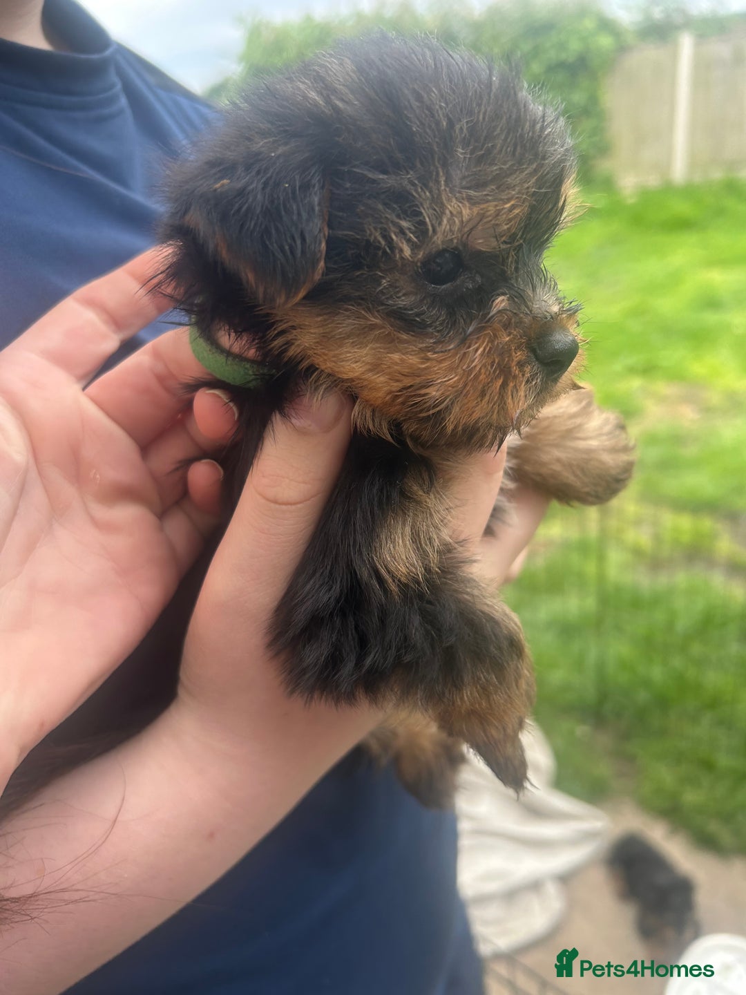 Yorkshire Terrier dogs for sale: Outstanding Yorkshire terriers - Image 10