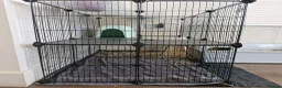 Guinea Pig rodents for sale: 2 Female Guinea Pigs, with cage and food setup - Advert 9