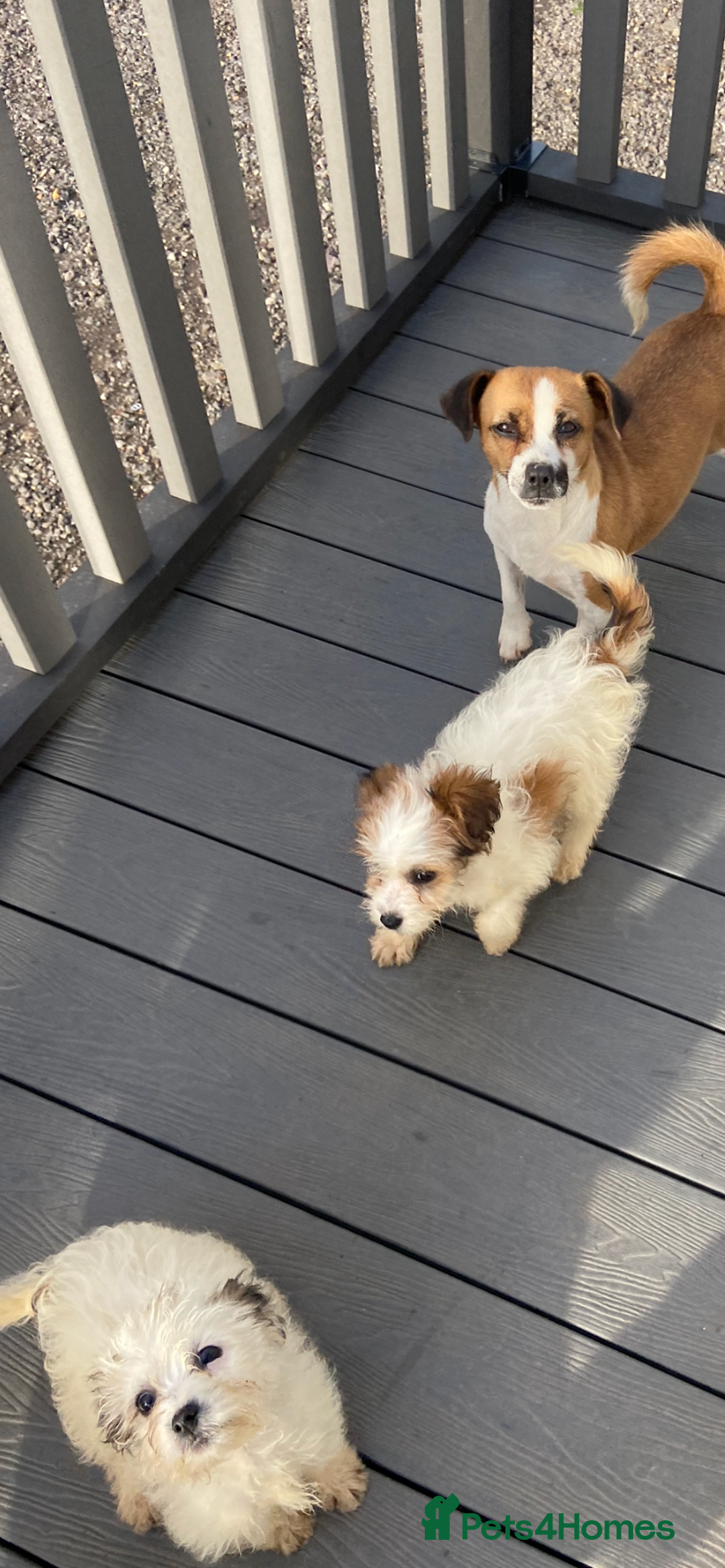 Mixed Breed dogs for sale: Jack Russell puppies ready to leave  - Advert 5