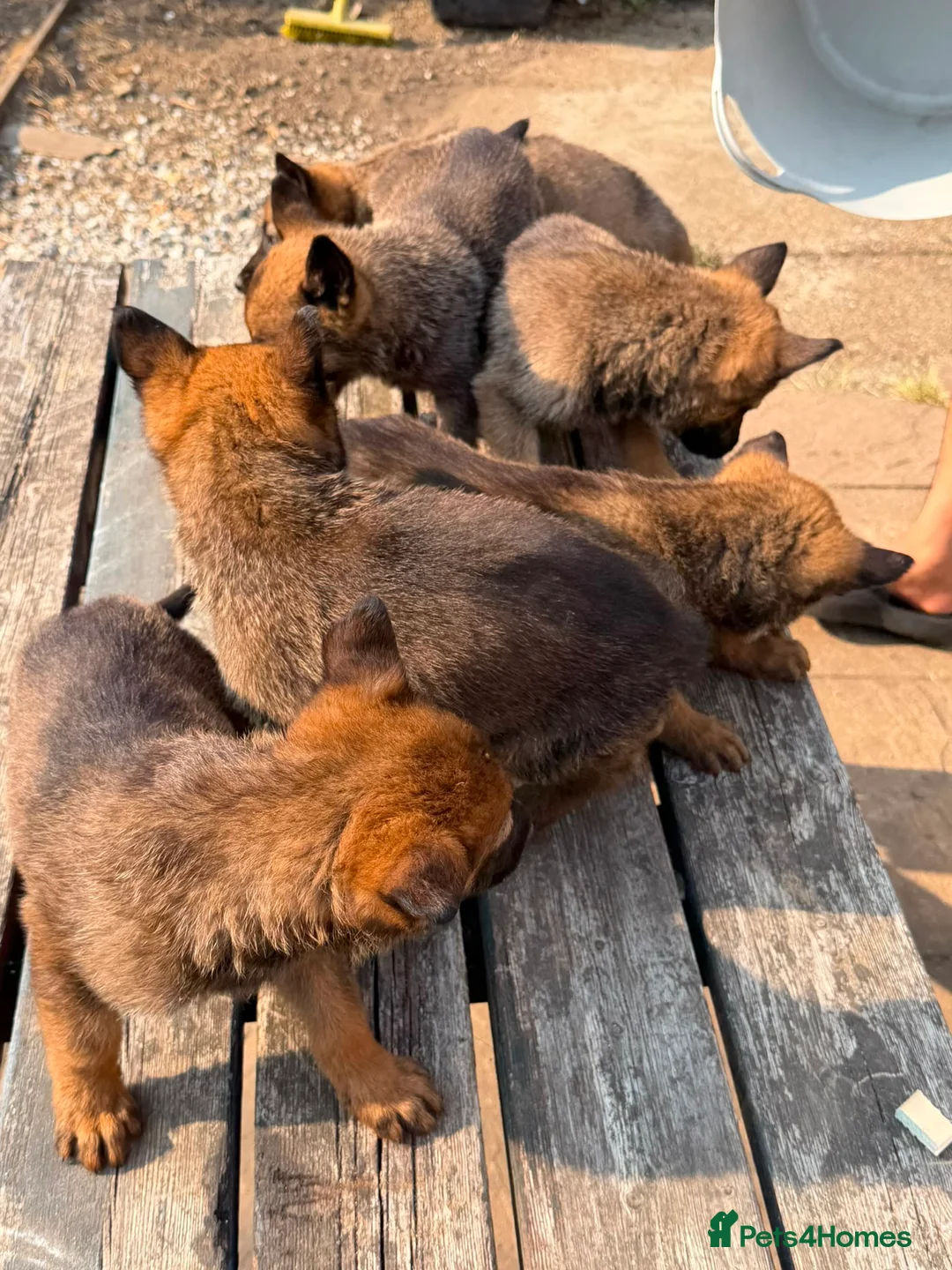 German Shepherd dogs for sale: Working German Shepherd x belgian malinois Puppies in Purley - Advert 2