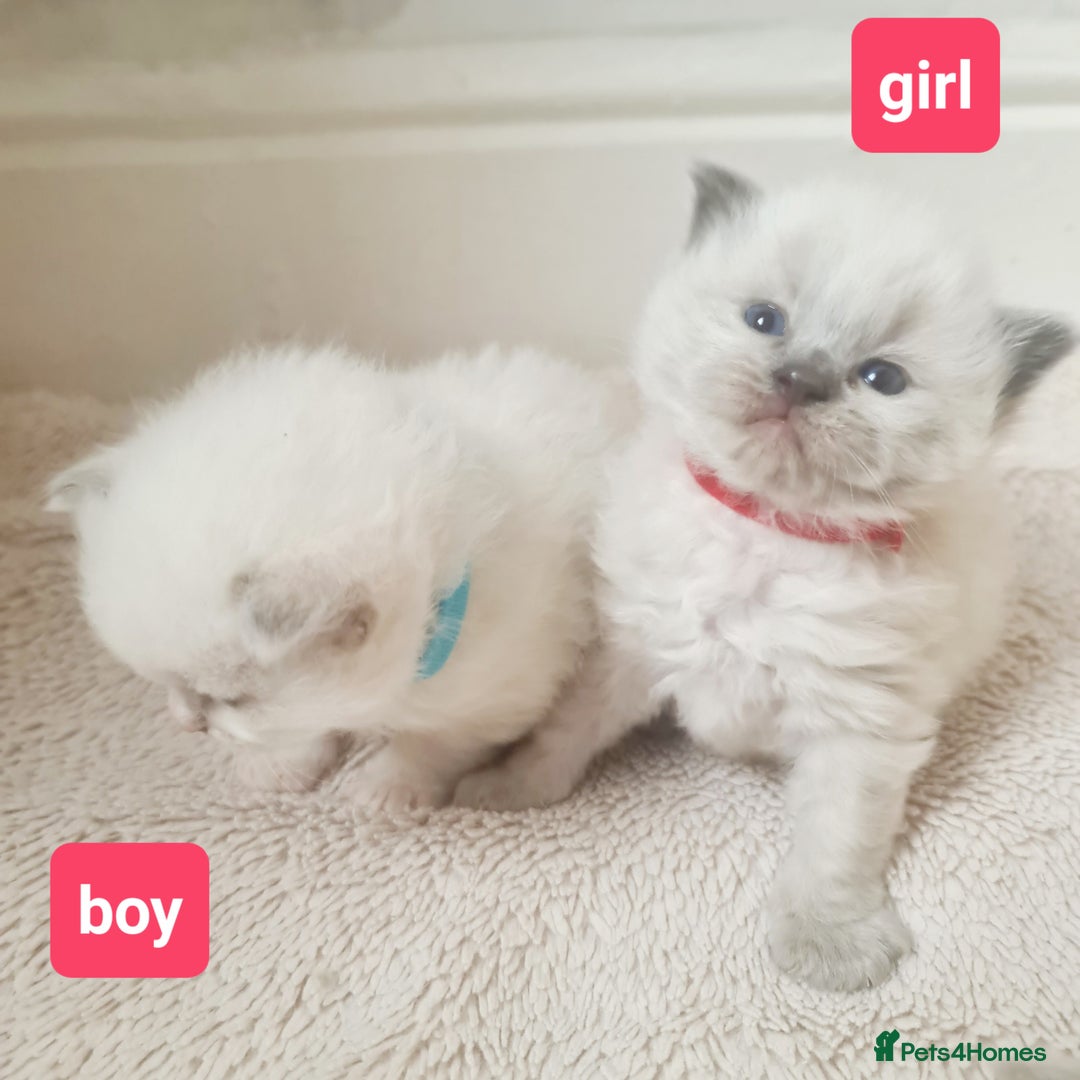 Ragdoll cats for sale: Pure ragdoll kitten LAST FEMALE AVAILABLE  - Advert 12