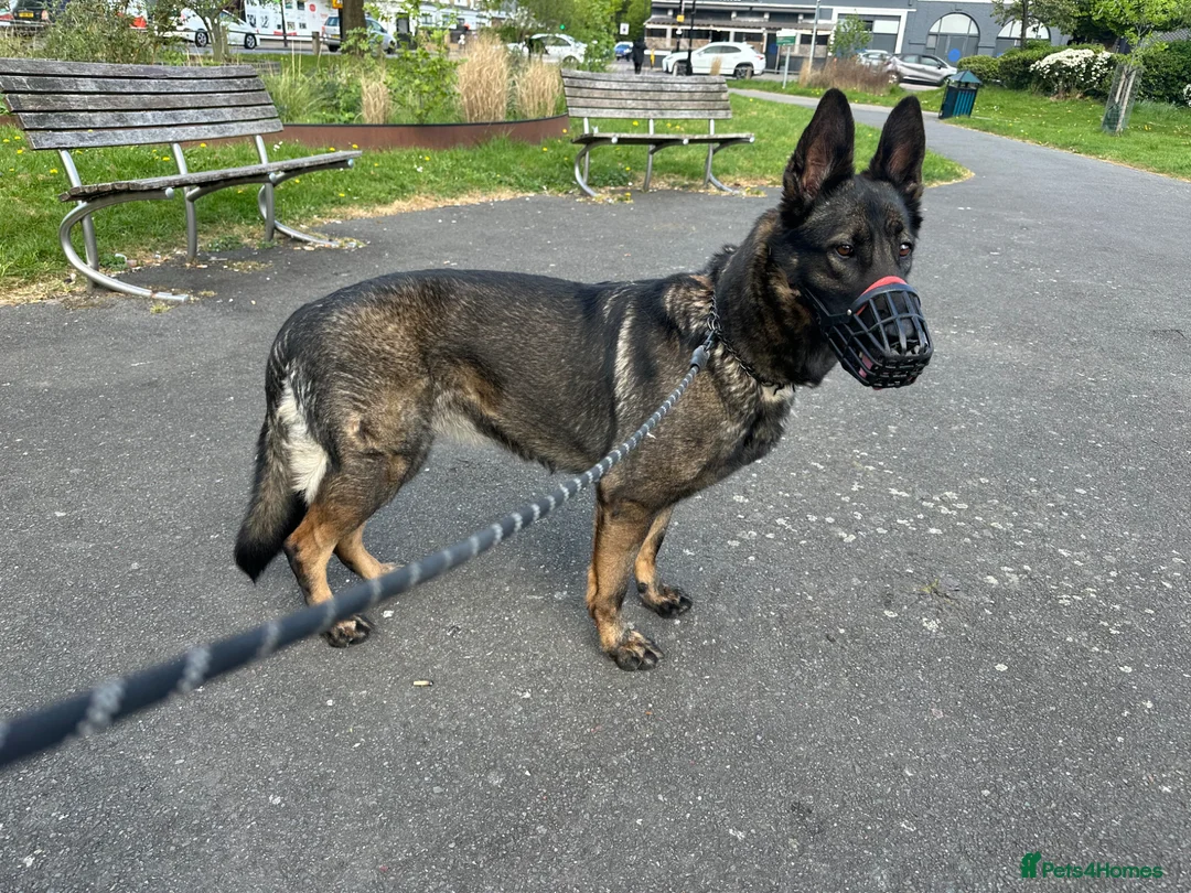 German Shepherd dogs for sale: German shepherd female - Advert 5