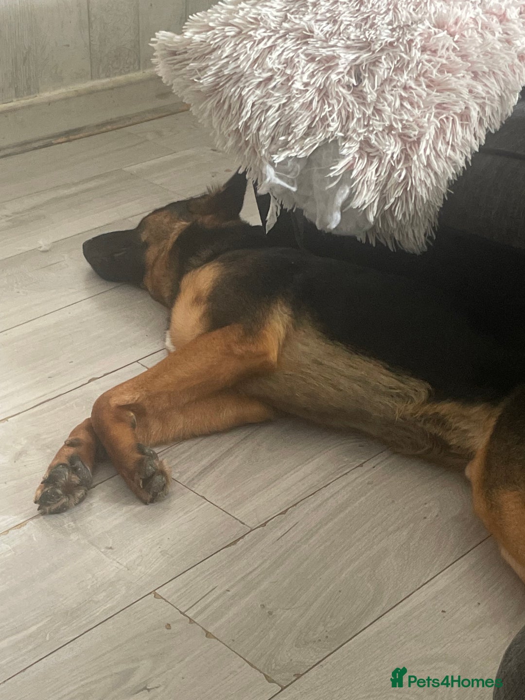 Mixed Breed dogs for sale: German Shepard/ Rottweiler  - Image 4