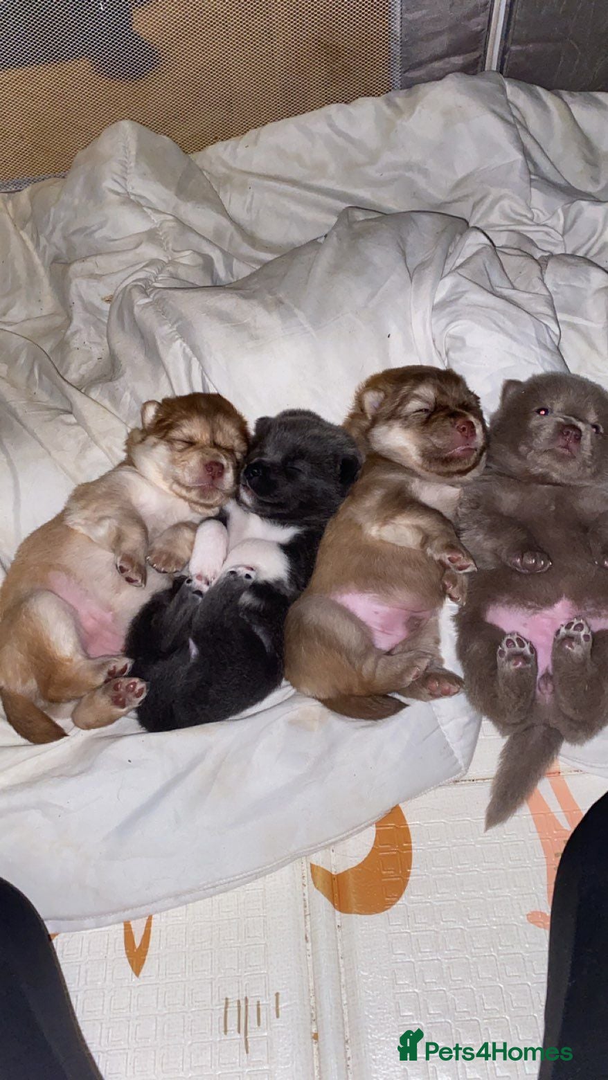 Mixed Breed dogs Chowsky Puppies - Advert 2