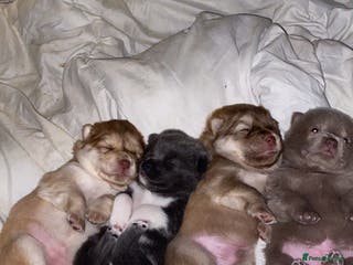 Mixed Breed dogs Chowsky Puppies - Advert 1