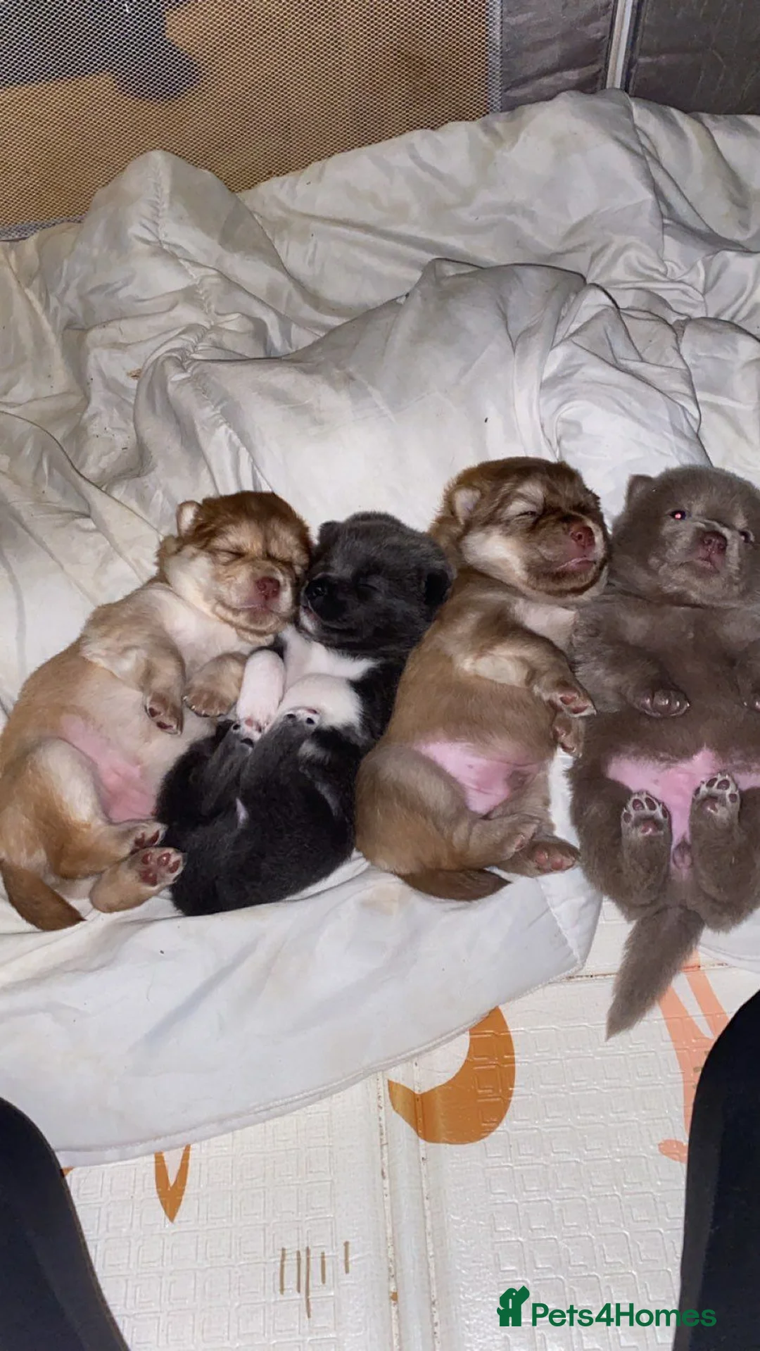 Mixed Breed dogs for sale: Chowsky Puppies - Advert 1