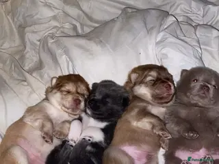 Mixed Breed dogs Chowsky Puppies - Advert 14