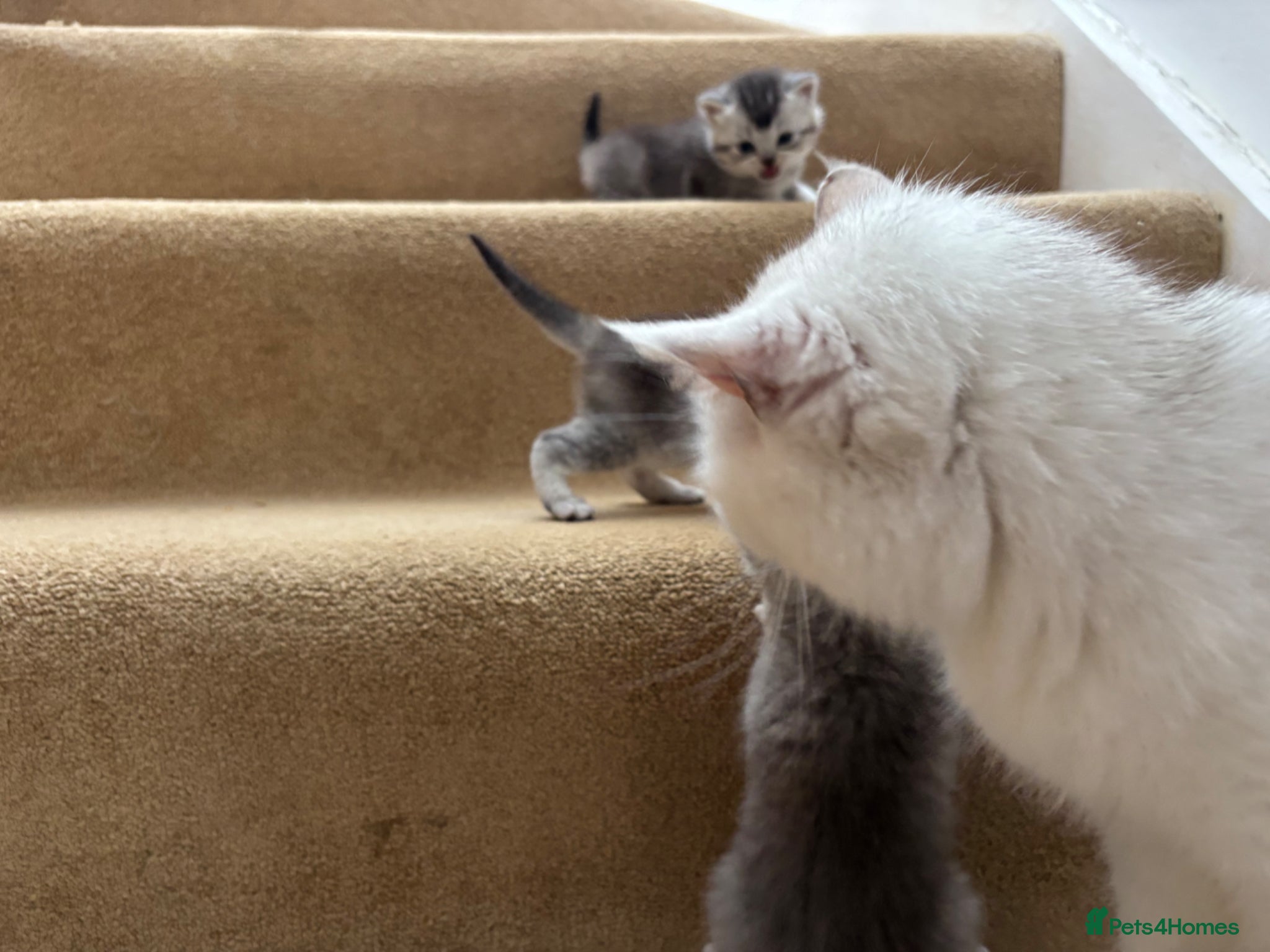 British Shorthair cats for sale: Beautiful family of stunning BSH and Blue - Advert 15