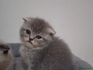 Scottish Fold cats Scottish fold kittens - Advert 3