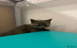 British Shorthair cats for sale: READY NOW!!Pedigree British Short Hair Kittens - Image 22