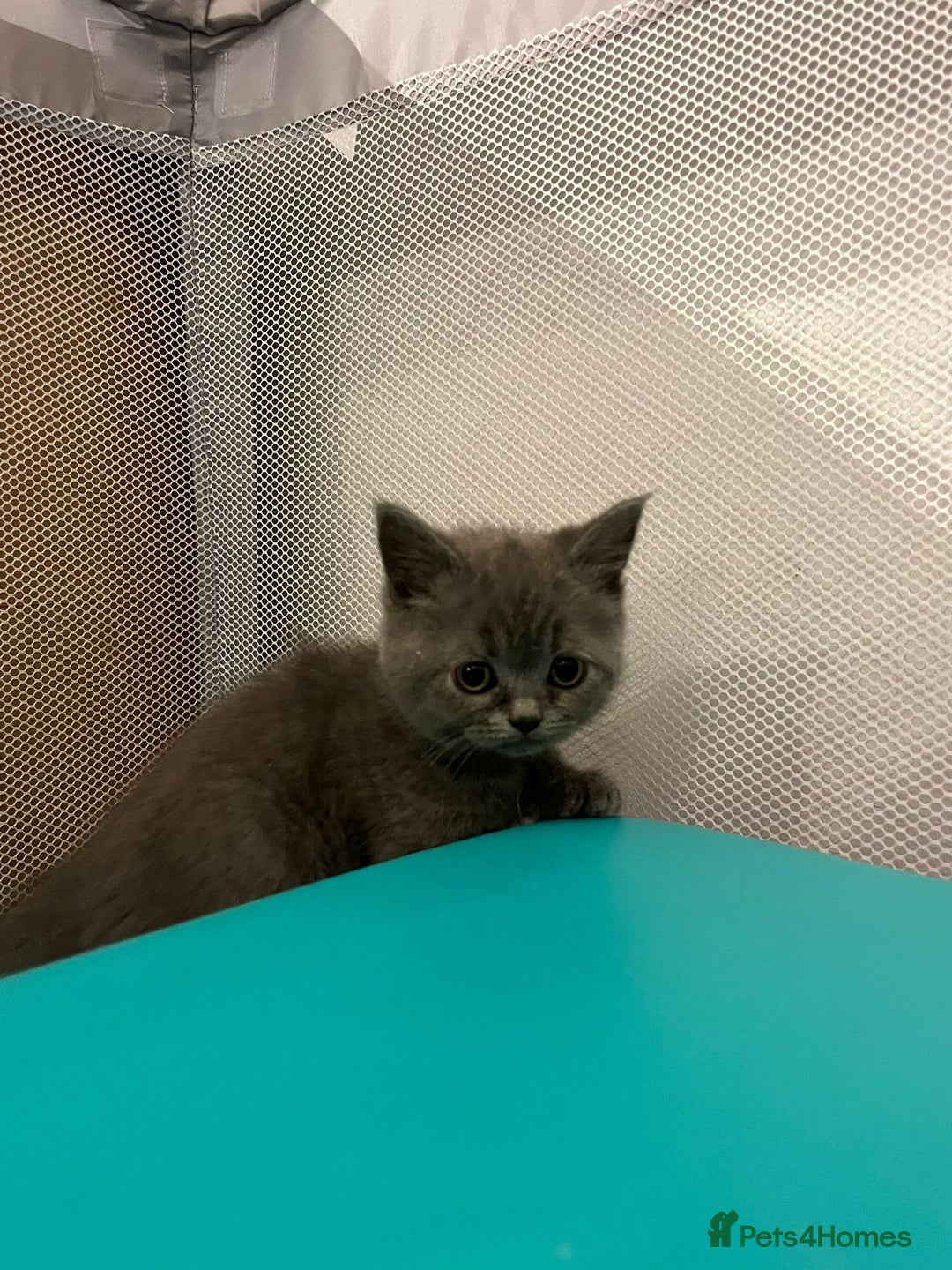 British Shorthair cats for sale: READY NOW!!Pedigree British Short Hair Kittens - Image 22