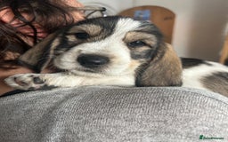 Basset Griffon Vendeen dogs for sale: Griffon petit basset Vendeen tricolor  - Image 10