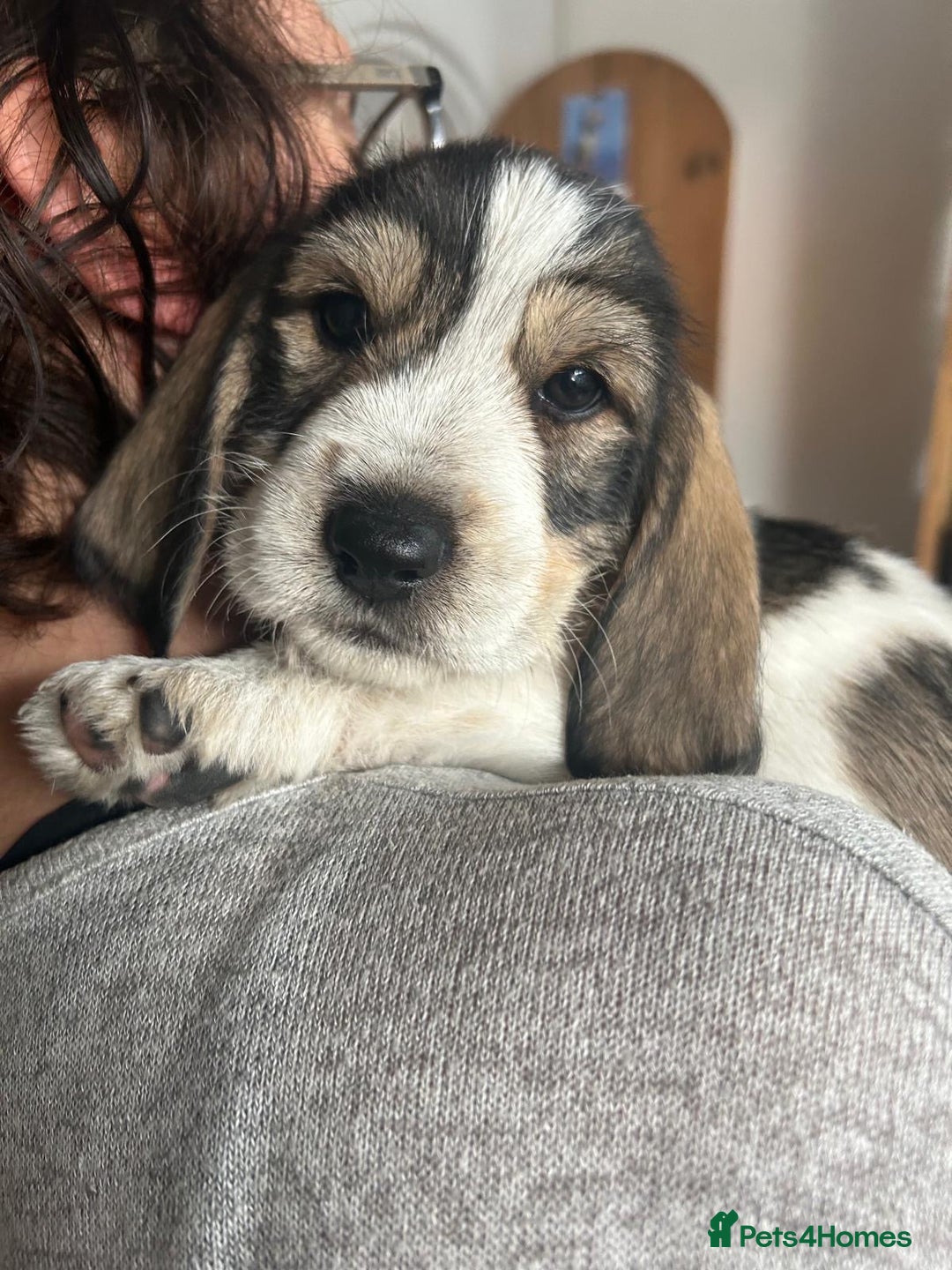 Basset Griffon Vendeen dogs for sale: Griffon petit basset Vendeen tricolor  - Image 10