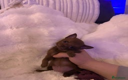 Pomchi dogs for sale: Fluffy Tiny Pomchi Puppies.🥰😍🤗 - Image 15