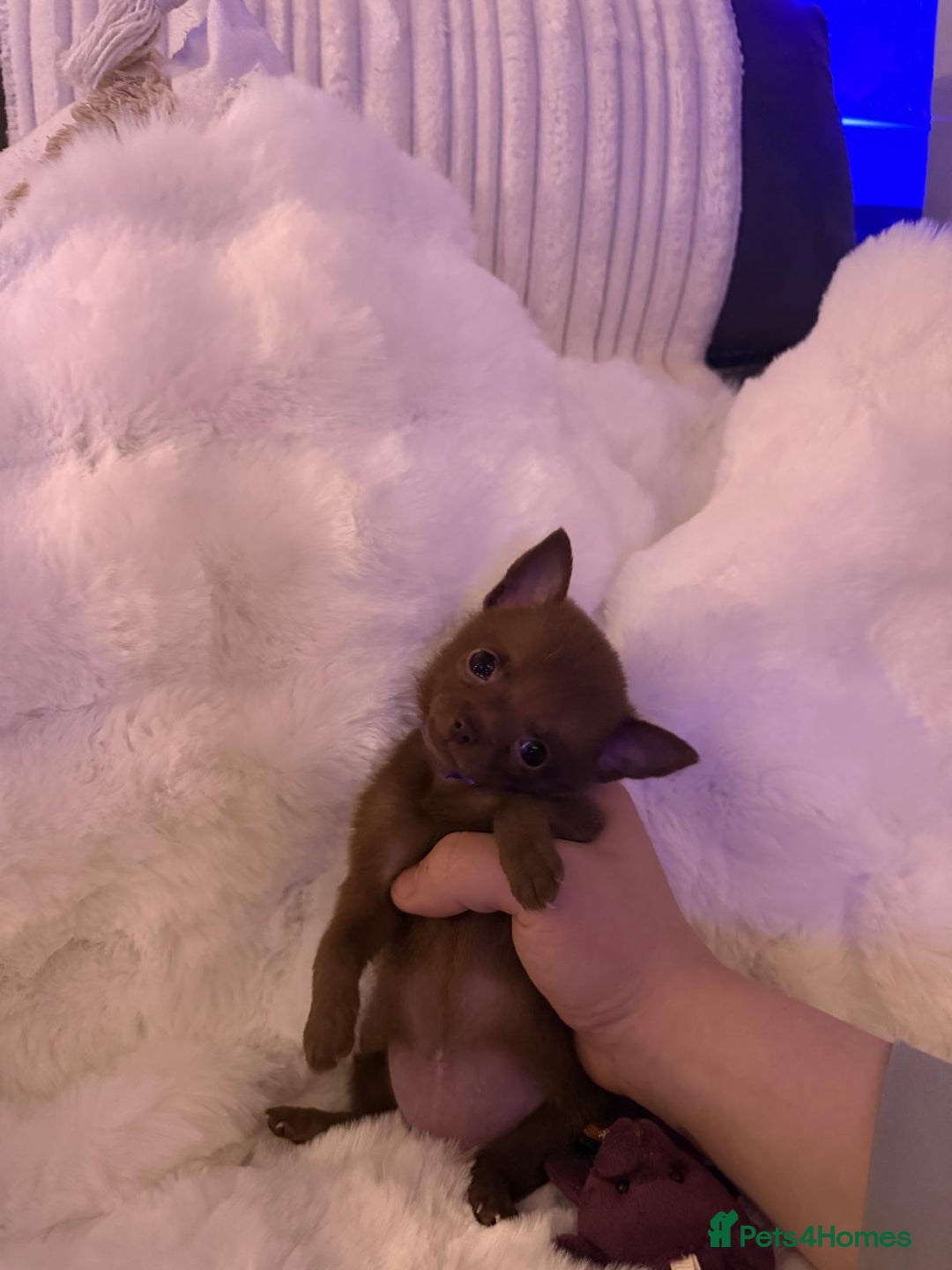 Pomchi dogs for sale: Fluffy Tiny Pomchi Puppies.🥰😍🤗 - Image 15