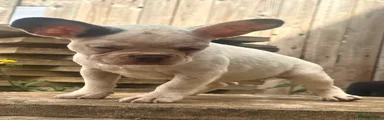 French Bulldog 3