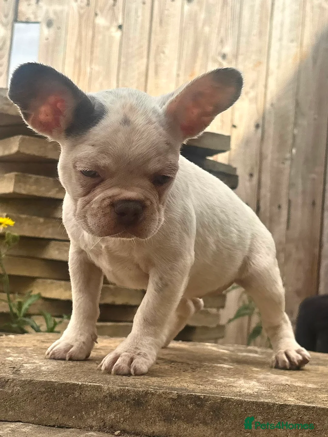 French Bulldog dogs for sale: Mini French bulldogs 3 cute puppies, ready now - Advert 2