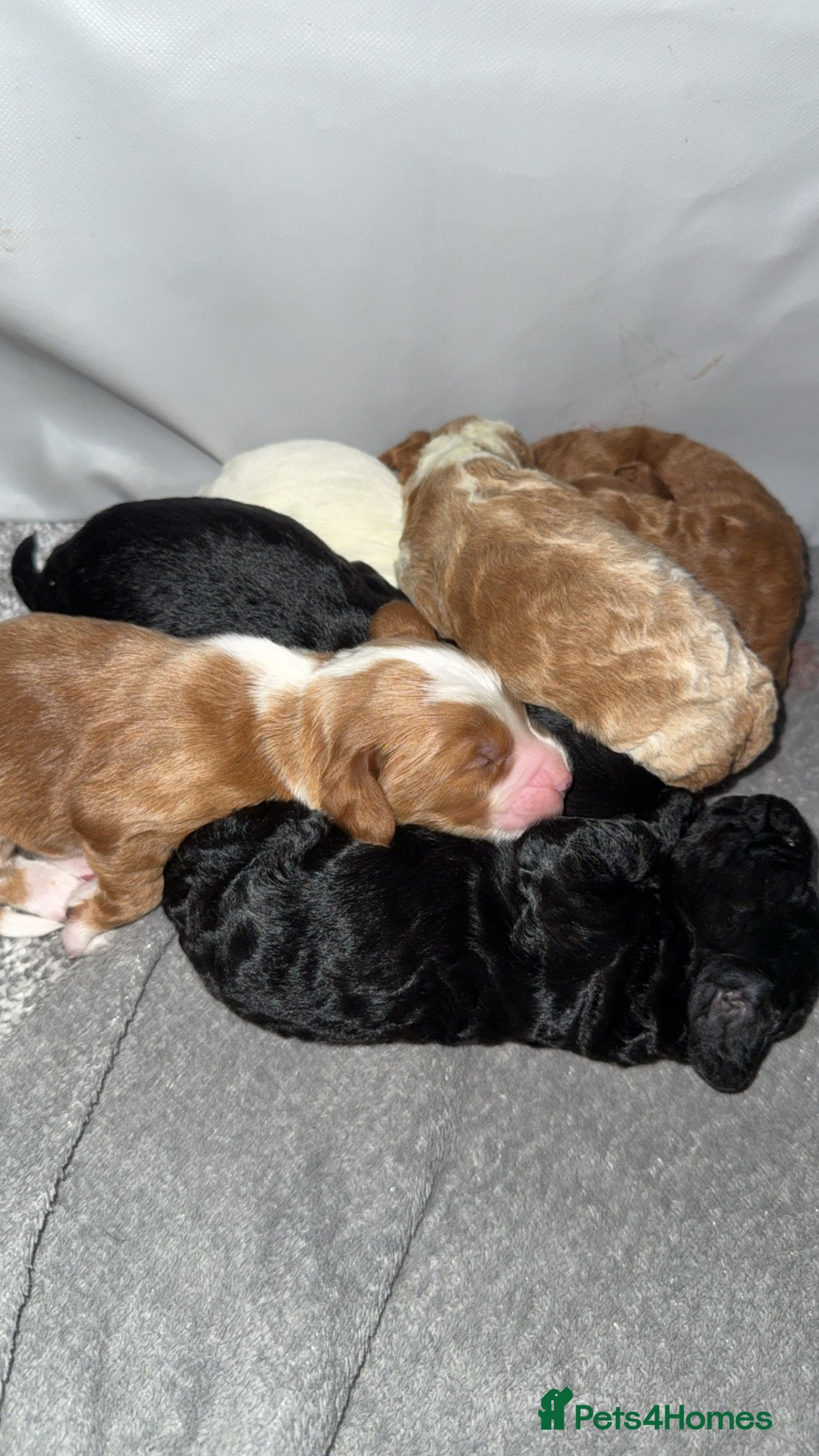 Cockapoo dogs Gorgeous F2 cockapoo puppies  - Advert 1