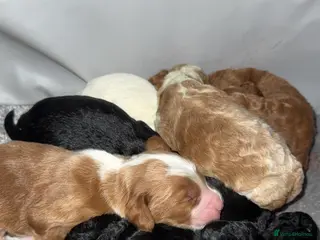 Cockapoo dogs Gorgeous F2 cockapoo puppies - Advert 1