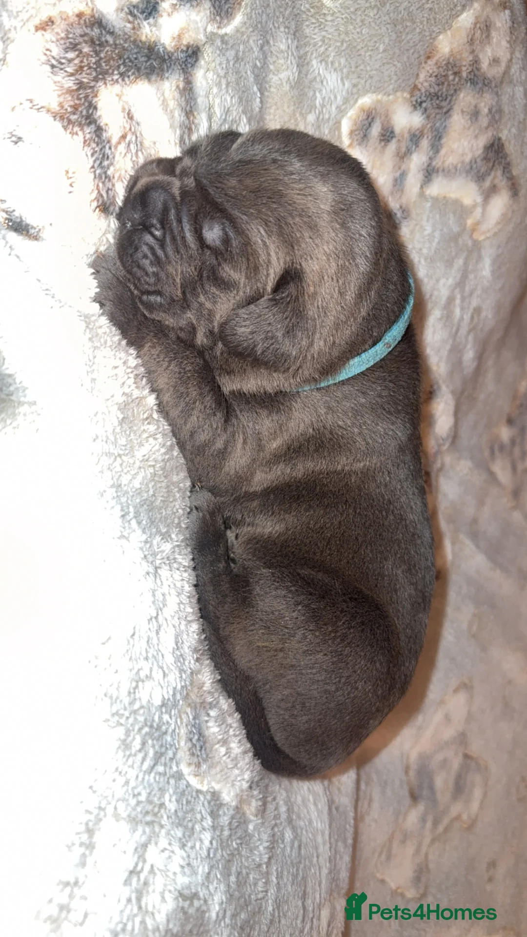 Cane Corso dogs for sale: Beautiful blue cane corsos - Advert 17