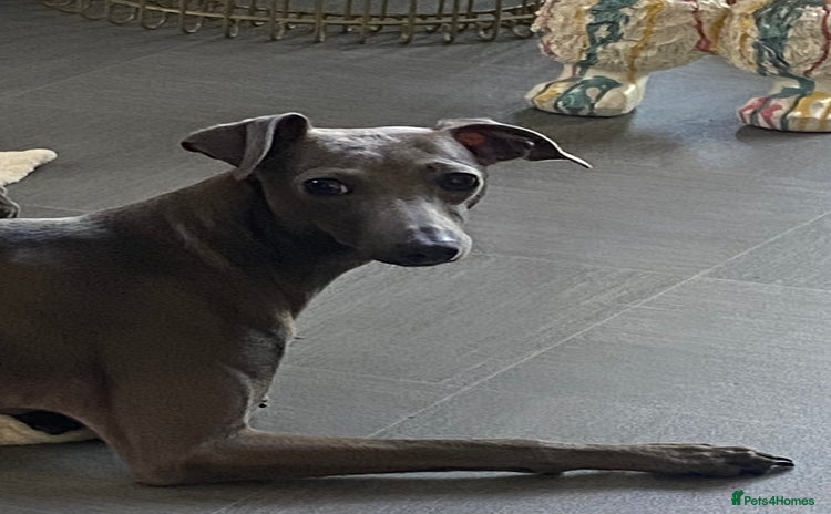Italian Greyhound dogs - Advert 13
