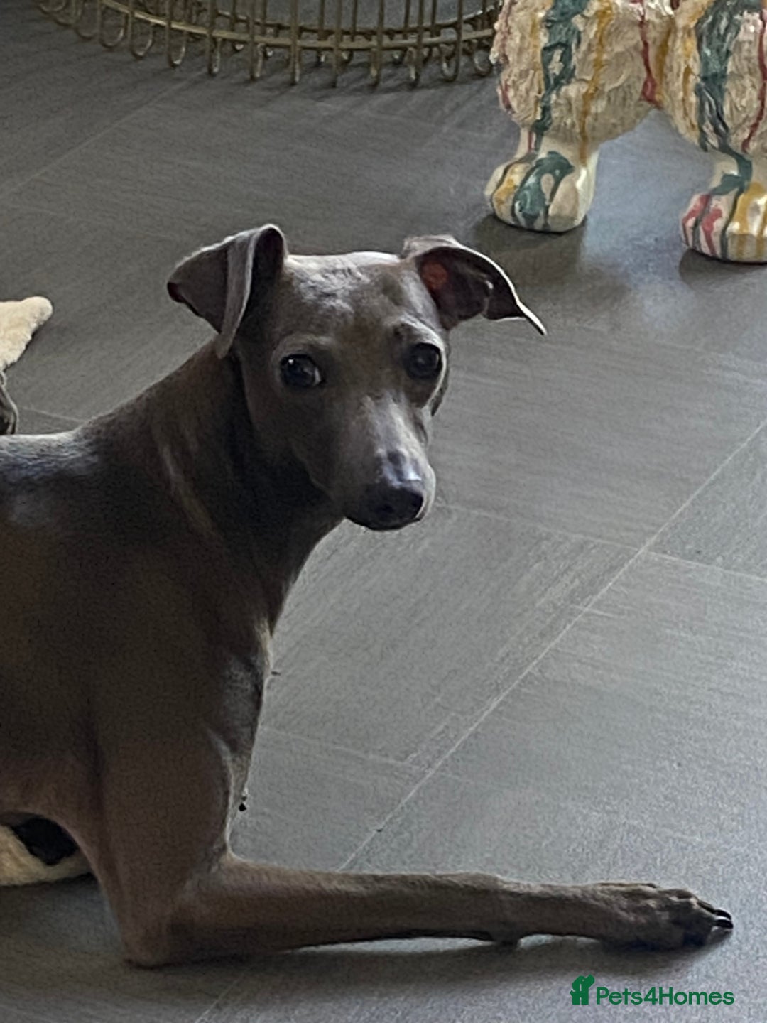 Italian Greyhound dogs for sale: Italian greyhound  - Image 1