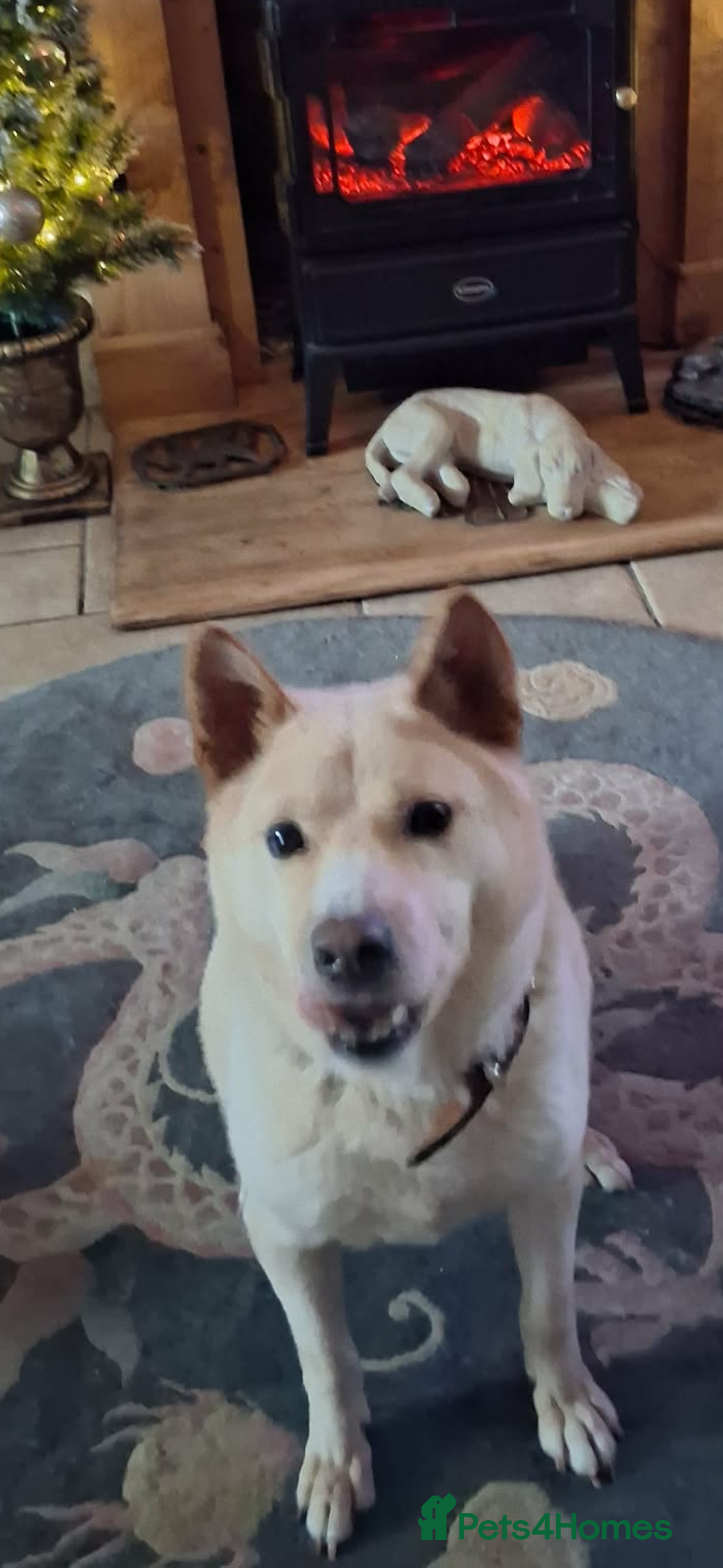 Japanese Shiba Inu dogs Jimmy 3 year Shiba x kindest trade survivor  - Advert 1