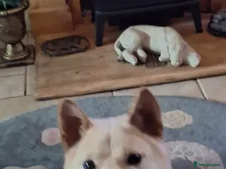 Japanese Shiba Inu dogs Jimmy 3 year Shiba x kindest trade survivor - Advert 1