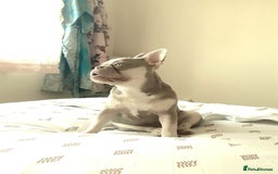 French Bulldog dogs for sale:  KC.French bulldog girl new shade isabella  - Image 5