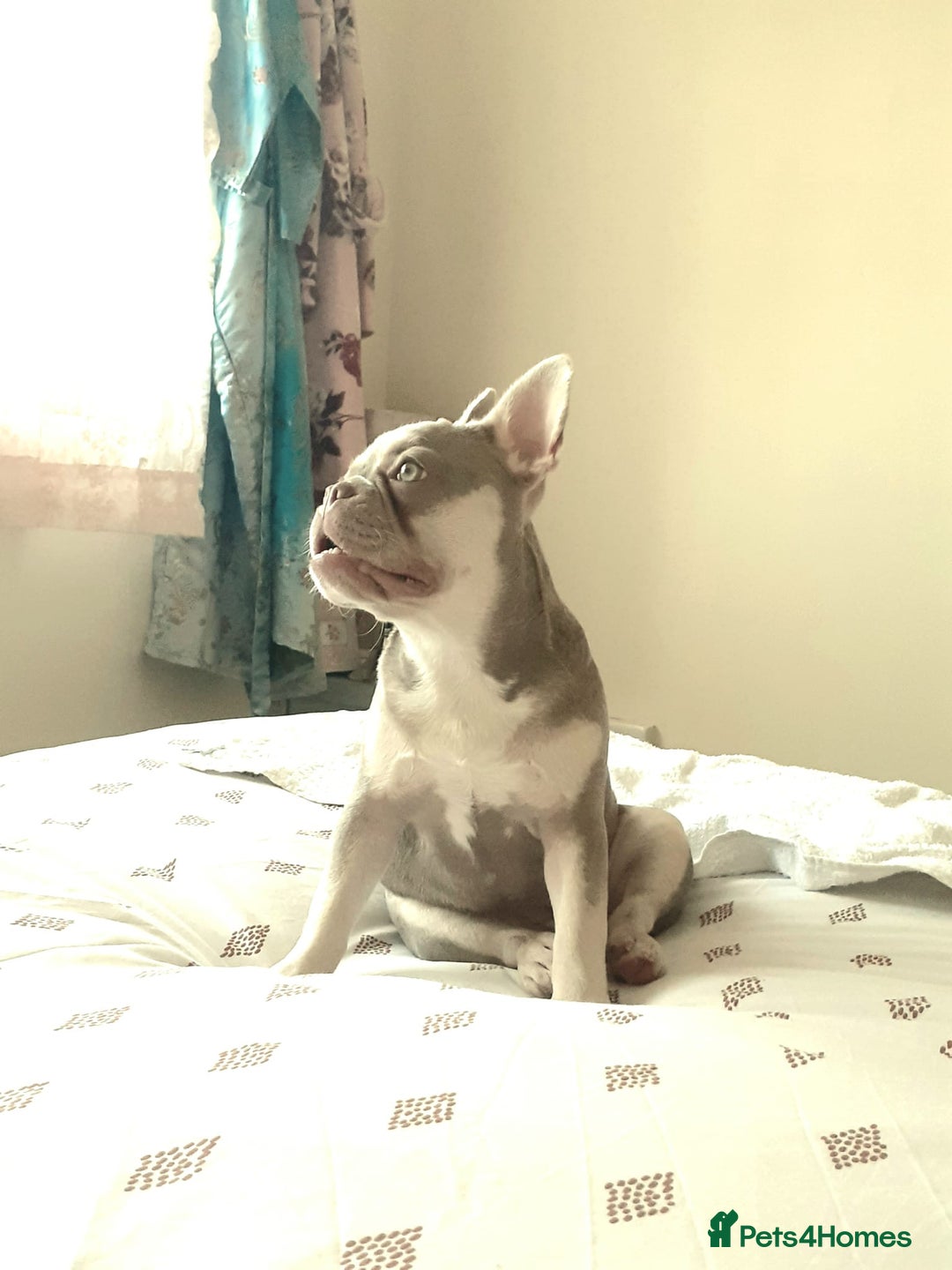 French Bulldog dogs for sale:  KC.French bulldog girl new shade isabella  - Image 5