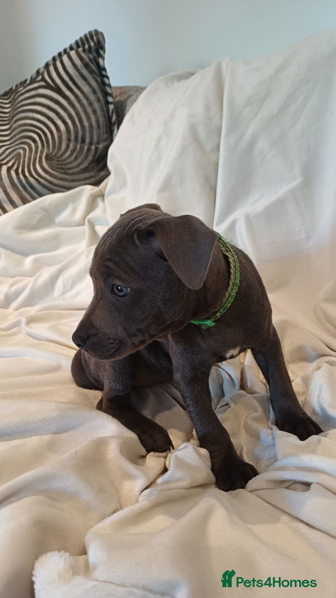 Staffordshire Bull Terrier dogs Blue Staffy Puppies - Advert 2