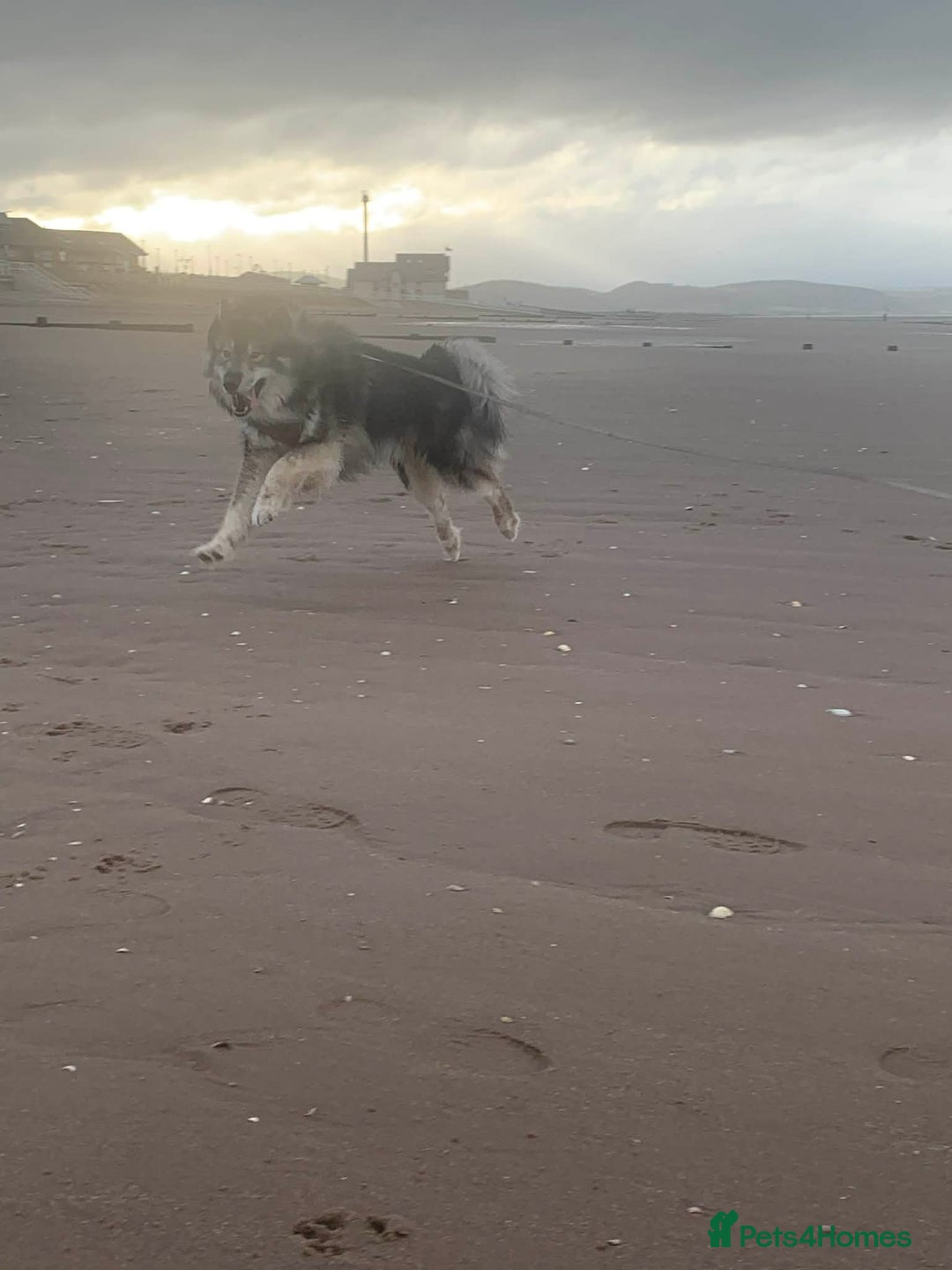 Mixed Breed dogs for stud:  Utonagan Stud: Husky/malamute/German shepherd mix - Advert 4