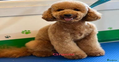 Cockapoo dogs Stunning Cockapoos looking for their new homes - Advert 16