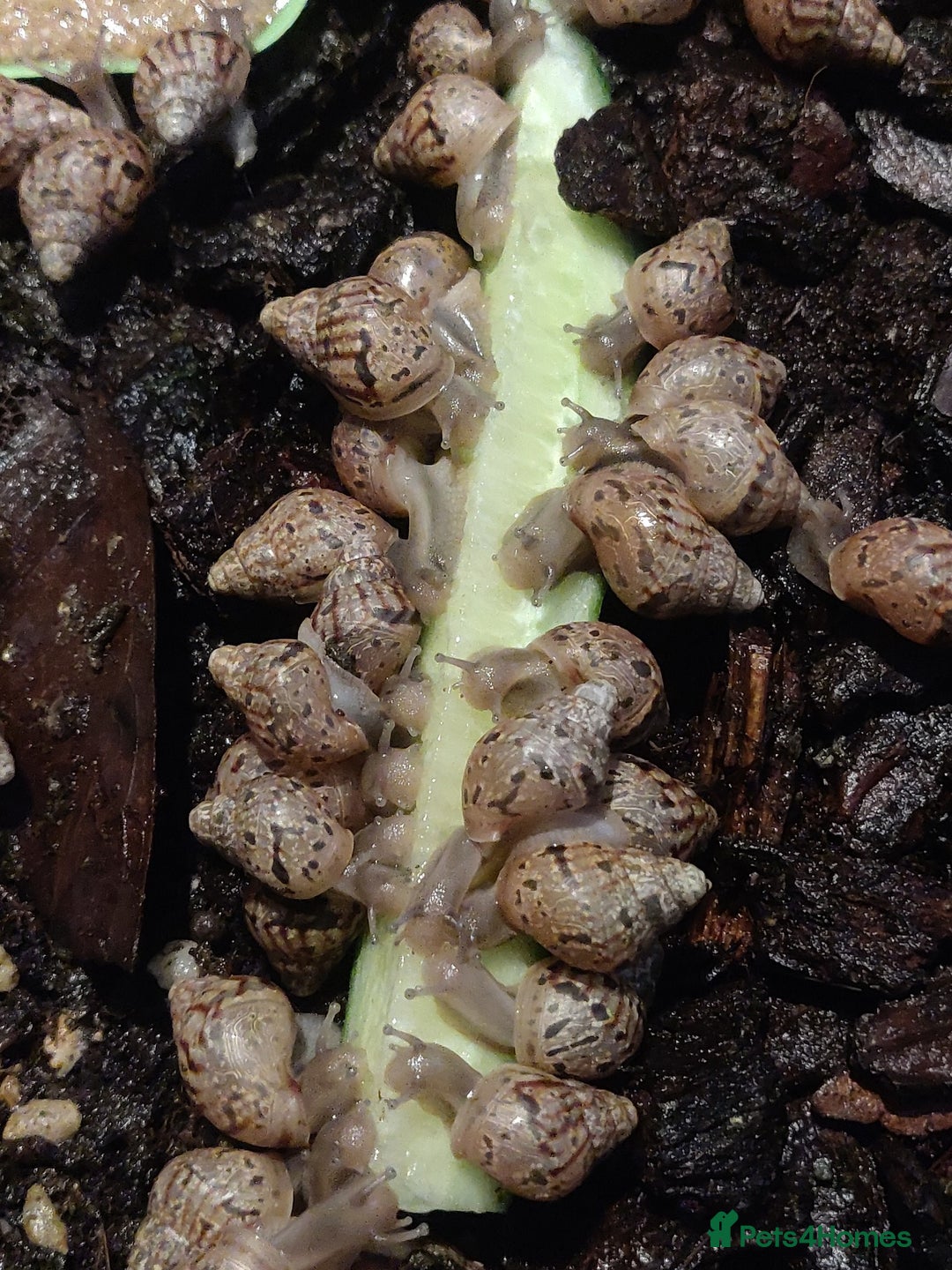 Snails invertebrates for sale: Giant african land snail babies for sale - Advert 2