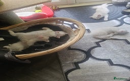 Ragdoll cats for sale: Ragdoll 2 girl🐈 and 3 boy🐈‍⬛. - Image 16