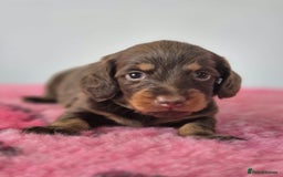 Miniature Dachshund dogs for sale: KC Registered Miniature Dachshund  - Image 16