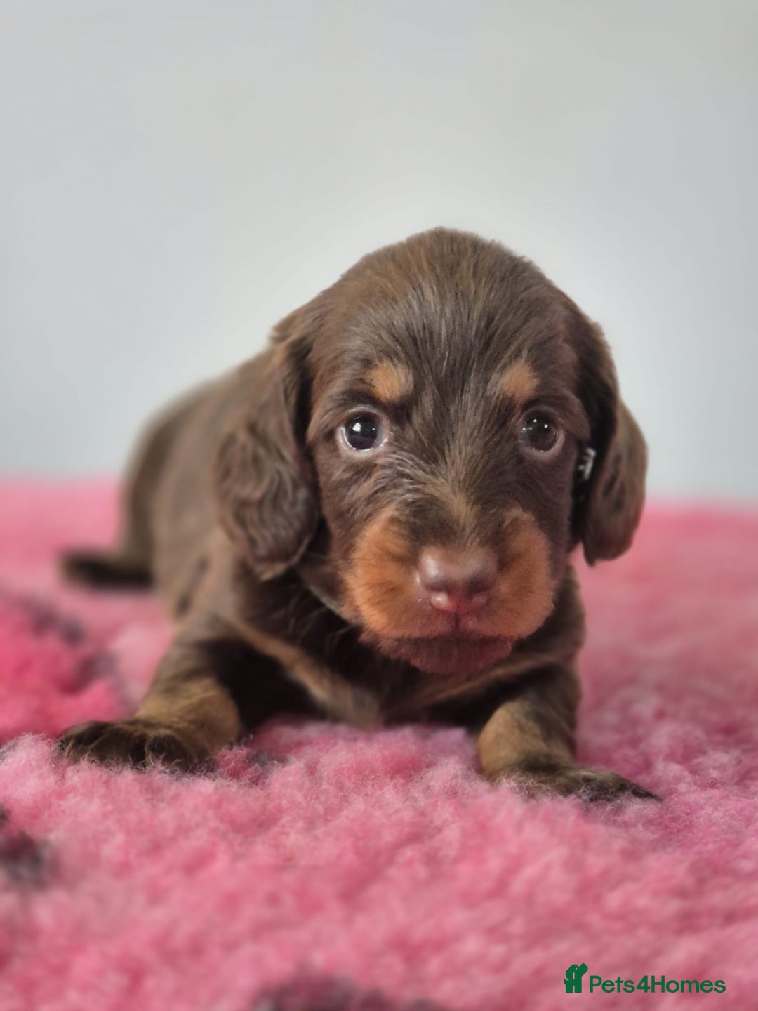 Miniature Dachshund dogs for sale: KC Registered Miniature Dachshund  - Image 16