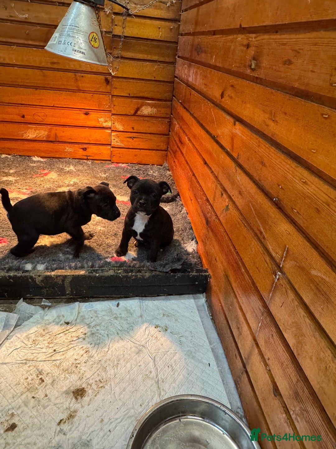 Staffordshire Bull Terrier dogs for sale: Staffordshire Bull Terrier Pups ready now  - Advert 2