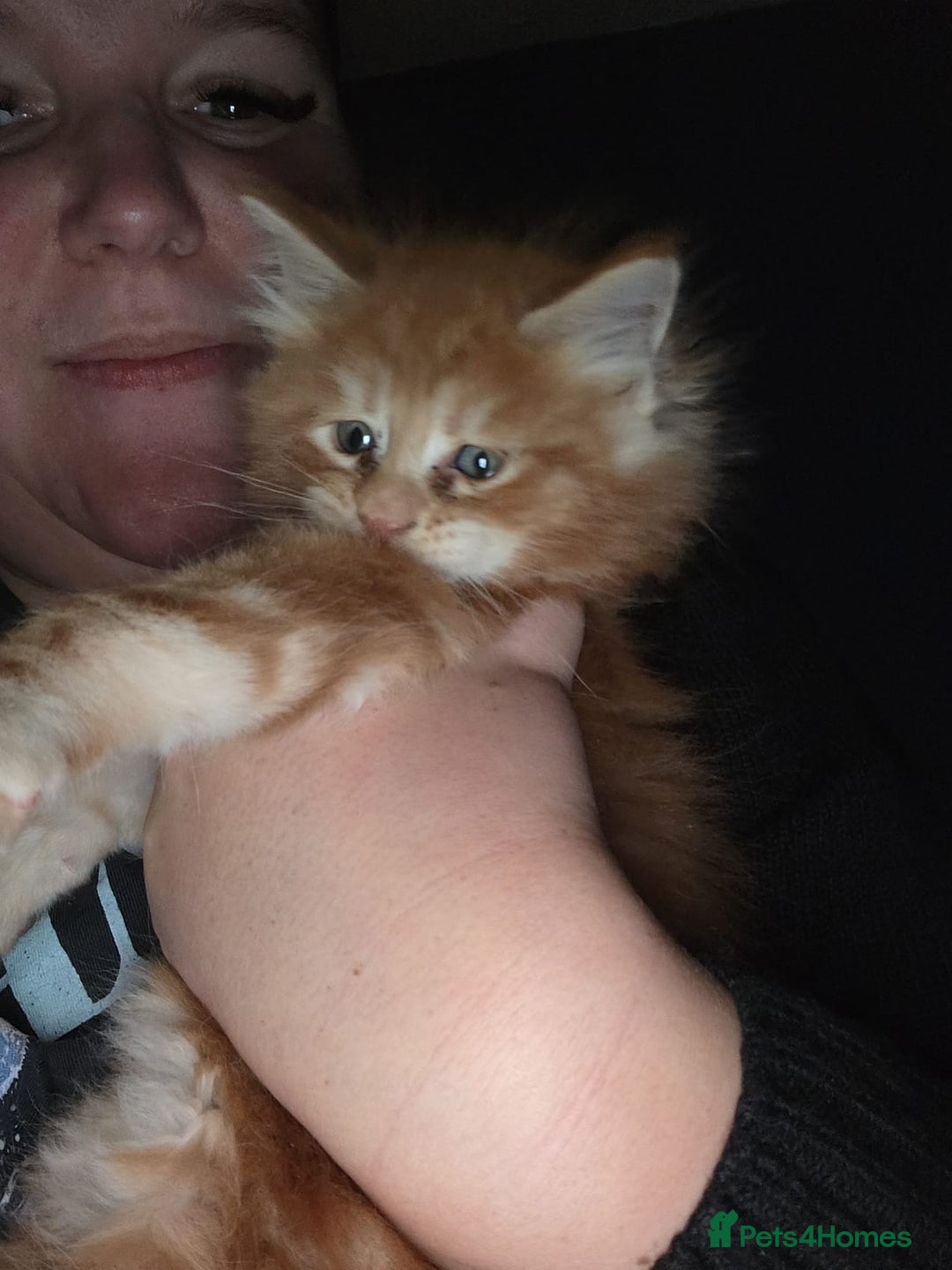 Maine Coon cats for sale: Russian /xxl maine coon - Advert 10